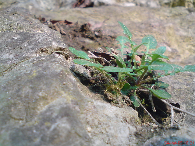 Wpis piotrasz
