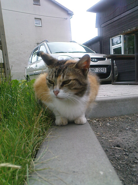 foch
