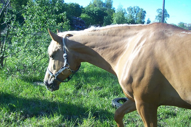 maGiaa < 333