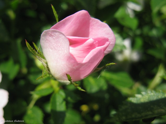 rose