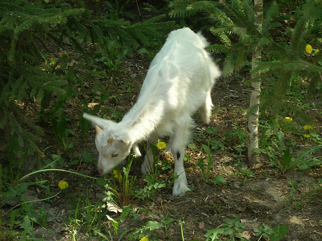 owieczka