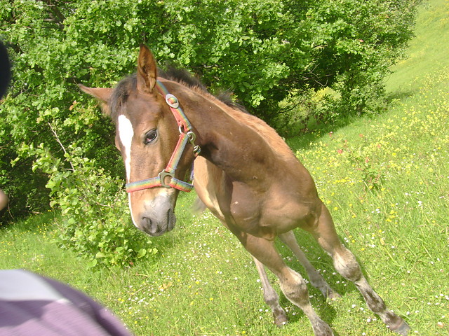 Wpis konik5