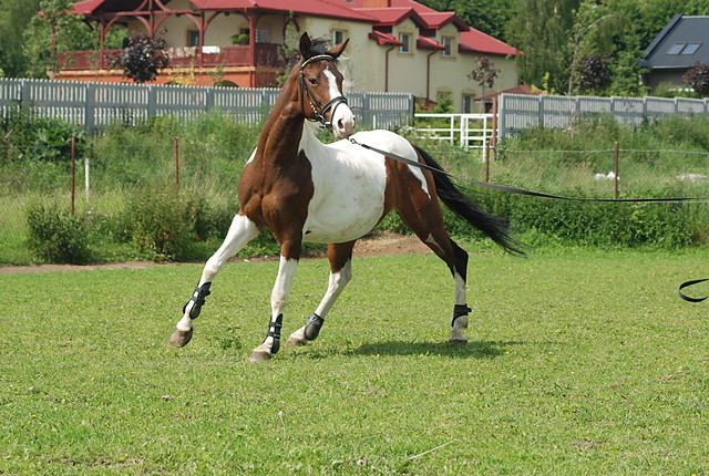 Wpis ponyville