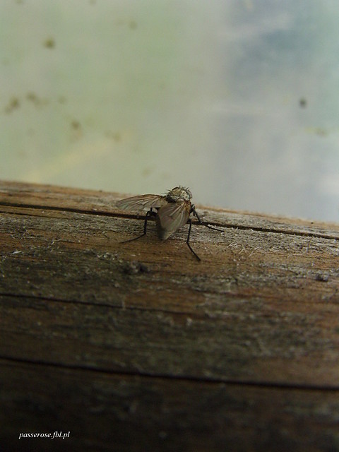 Wpis passerose