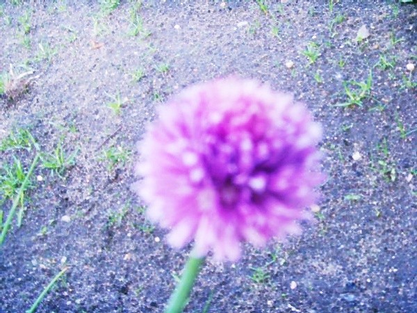 kwiatek . ;p