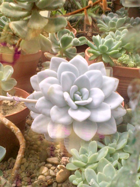 Natura