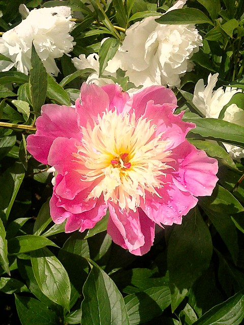 Natura