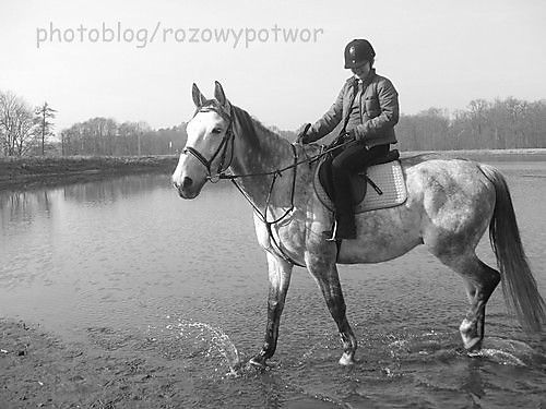 Wpis rozowypotwor