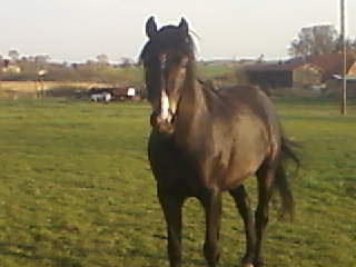 kacper