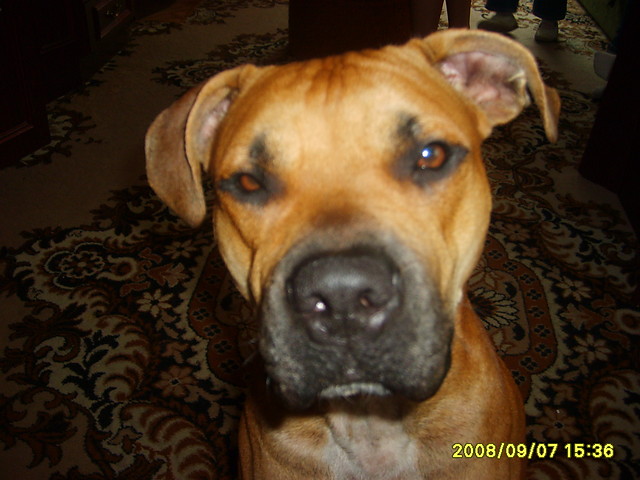 Wpis golob1997
