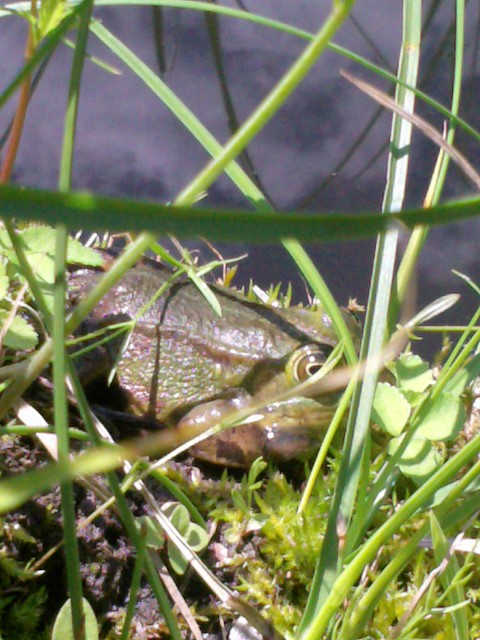 Natura