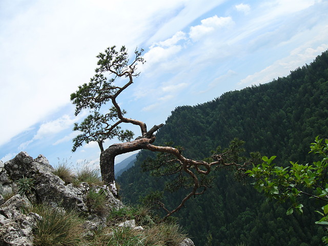 pieniny