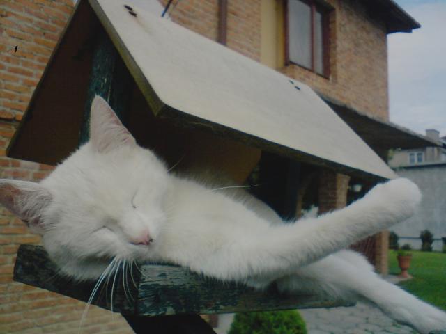 Snieka 