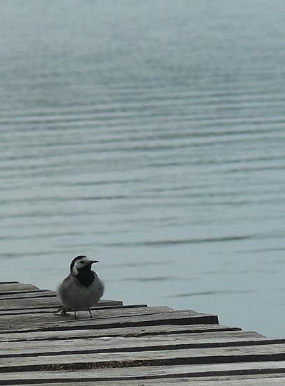 Ja pier.dol