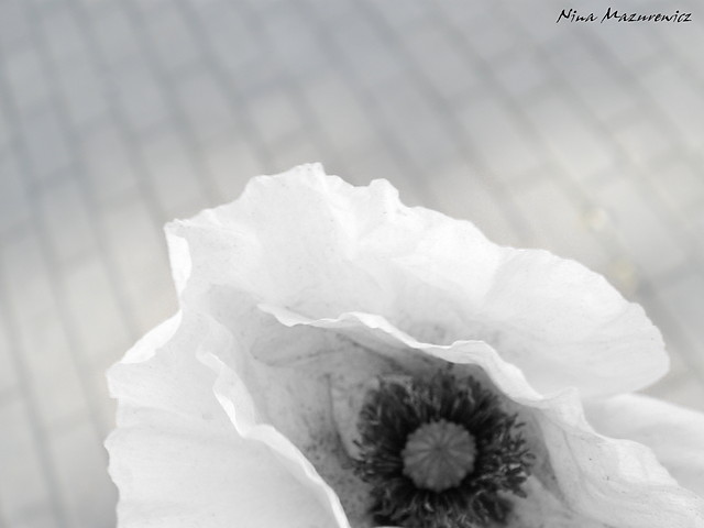 Wpis nmfotos