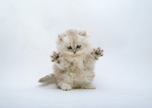 Bohe-miau