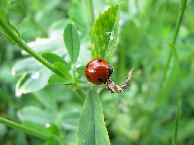 biedronka