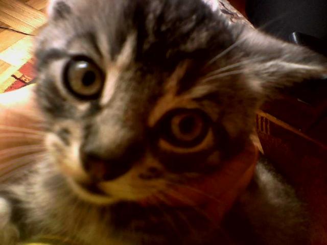 Tosiaa 