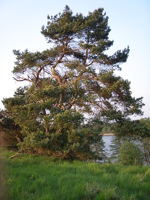 Sama natura