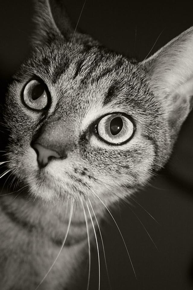LOLA