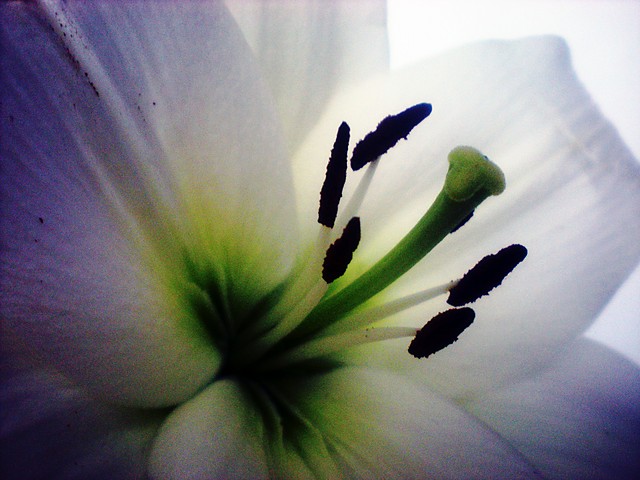 Wpis daffodil