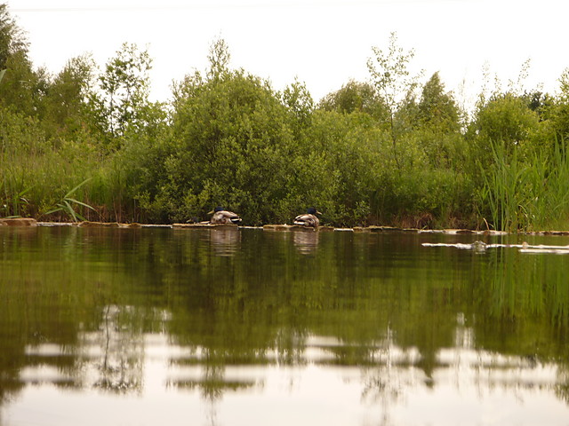 Laski-Klaudyn