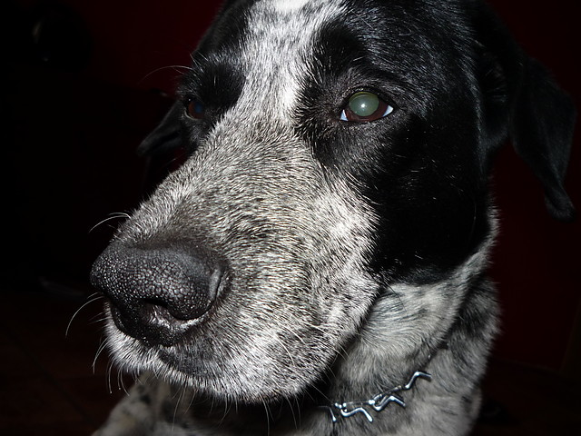 Figaro (Figo)