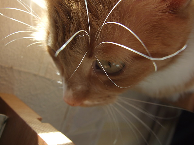 kisiu.