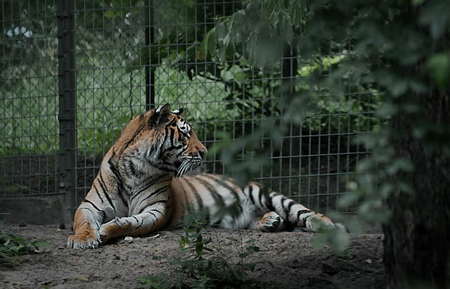 Nowe Zoo, Pozna, 20 czerwca