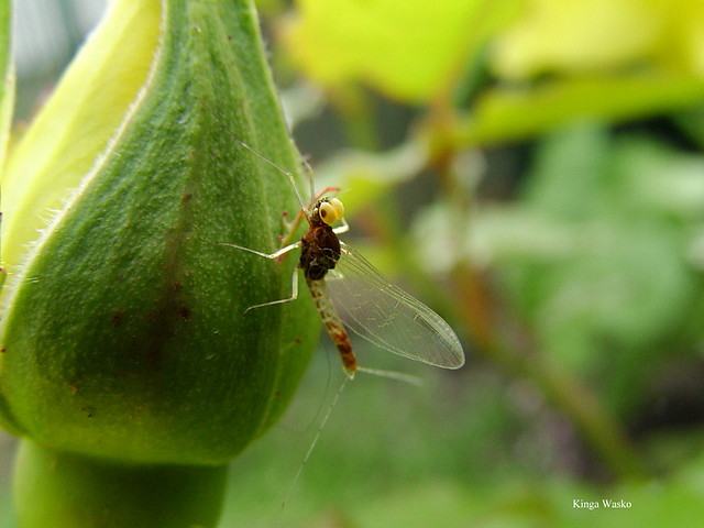 Wpis passerose