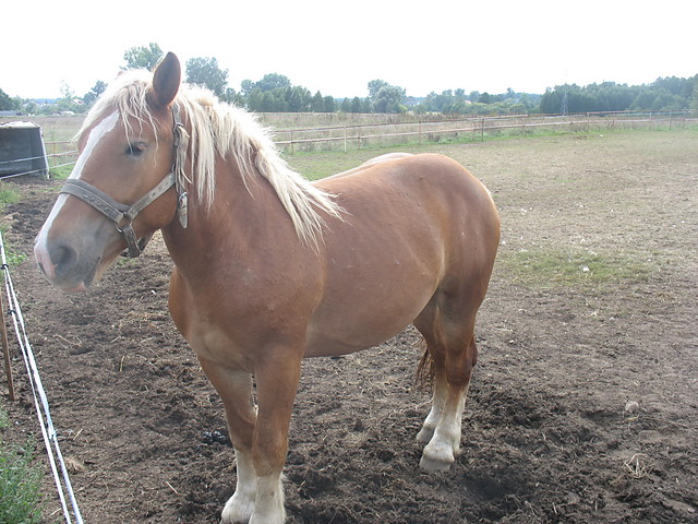 Wpis maniaagacia