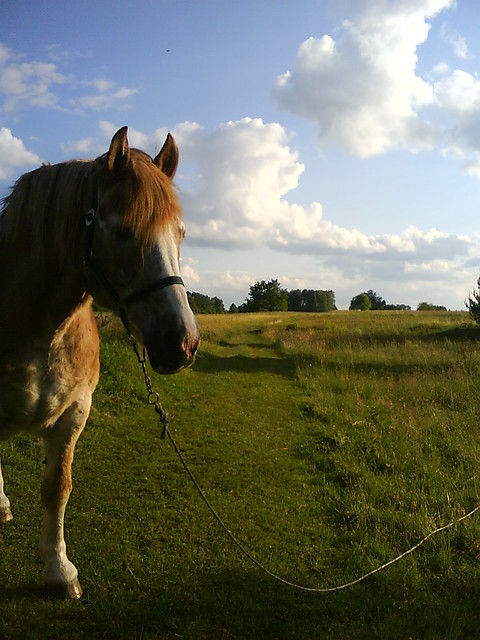 kikaa!