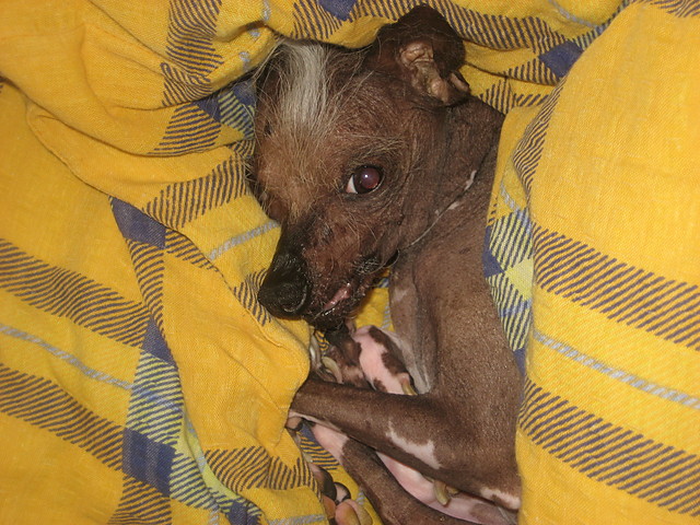 Wpis dobcia