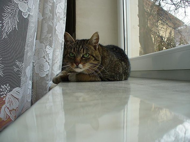 kitty cat;]