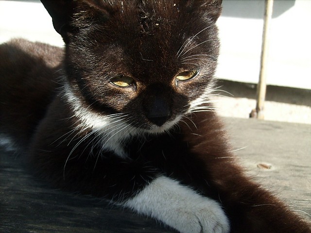 Kotek (;