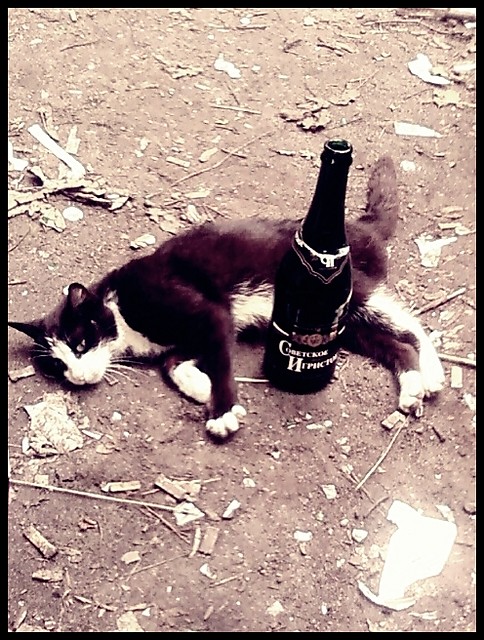 Kotecek:):)