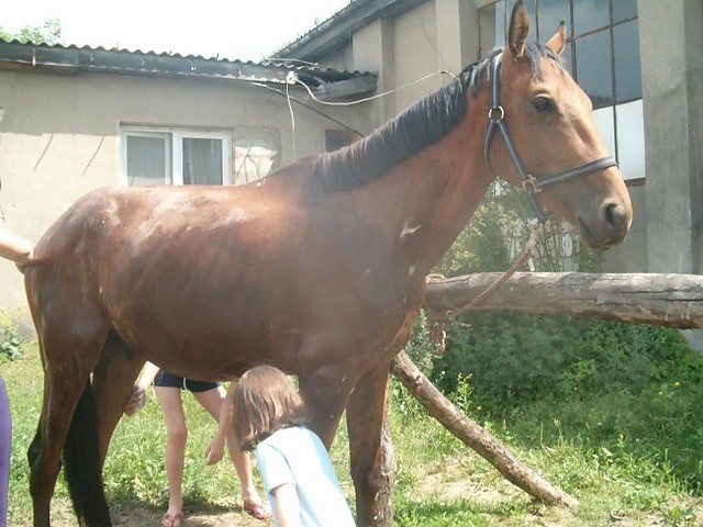 Wpis indigoboy