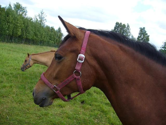 Sambka ;*