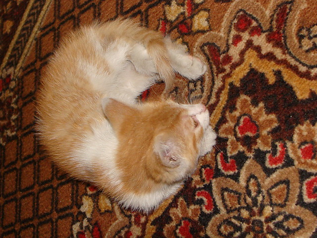 Wpis dzanoszka
