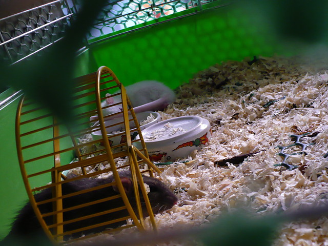 My rats