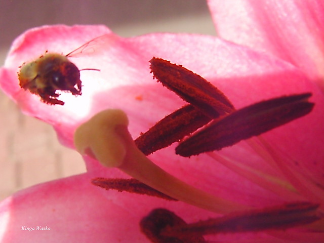 Wpis passerose