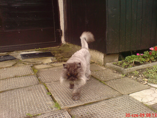 Kotek :]