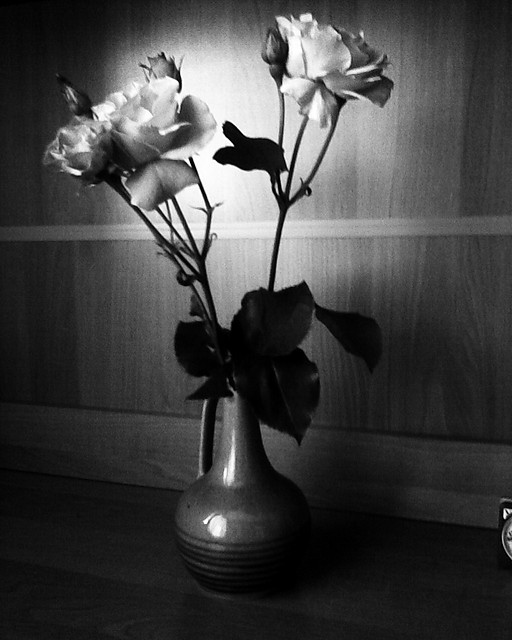 rose..