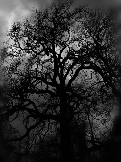 Wrony.