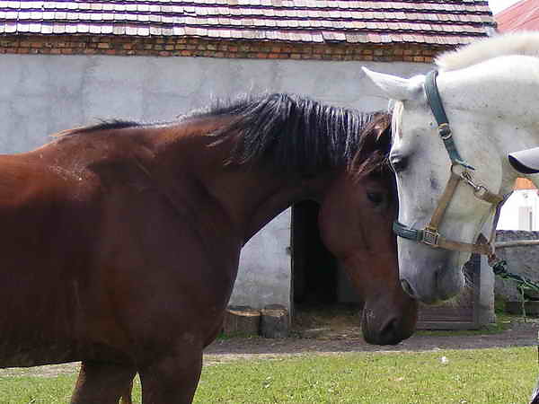 Wpis gabcio663xxx