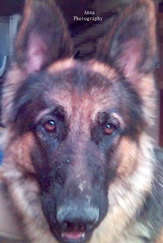 Sodkie oczy kreta,