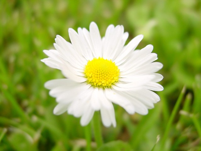 stokrotka