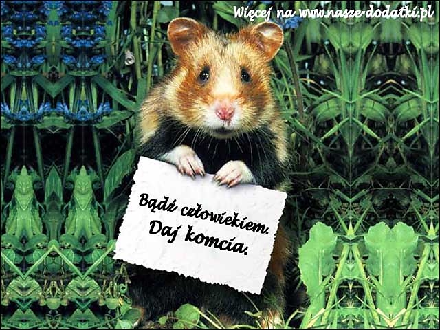 Daj komcia