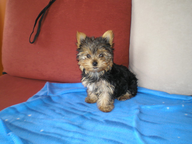 Moja modelka ; * 