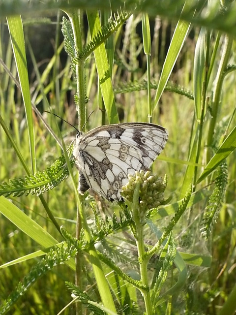 Motyl
